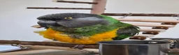 Parrots birds for sale: Senegal Parot Male approx 8yrs - Advert 6