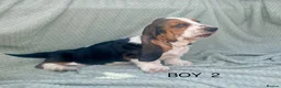 Basset Hound dogs for sale: Beautiful Basset Hound Puppies - Advert 9