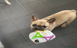 French Bulldog dogs for sale: French bull dog  - Image 6