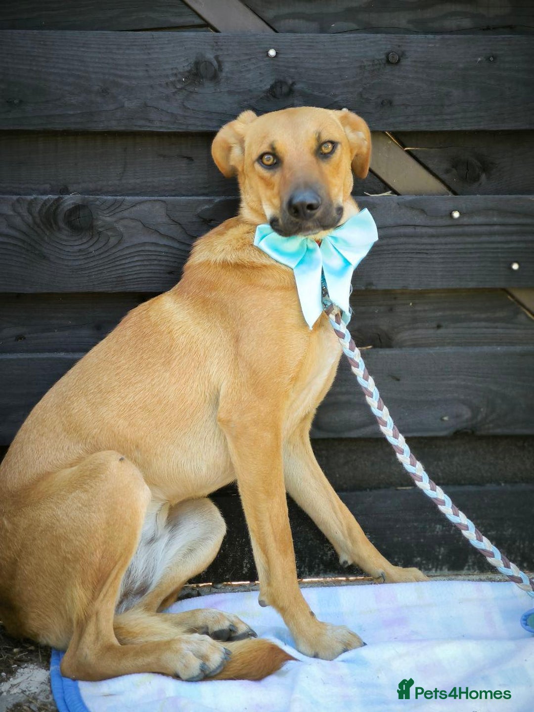 Mixed Breed dogs for adoption: 💖🐶 NIXIE 🐶💖 - Image 16