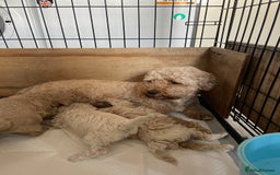 Mixed Breed dogs for sale: Cockapoo/poochon - Image 9