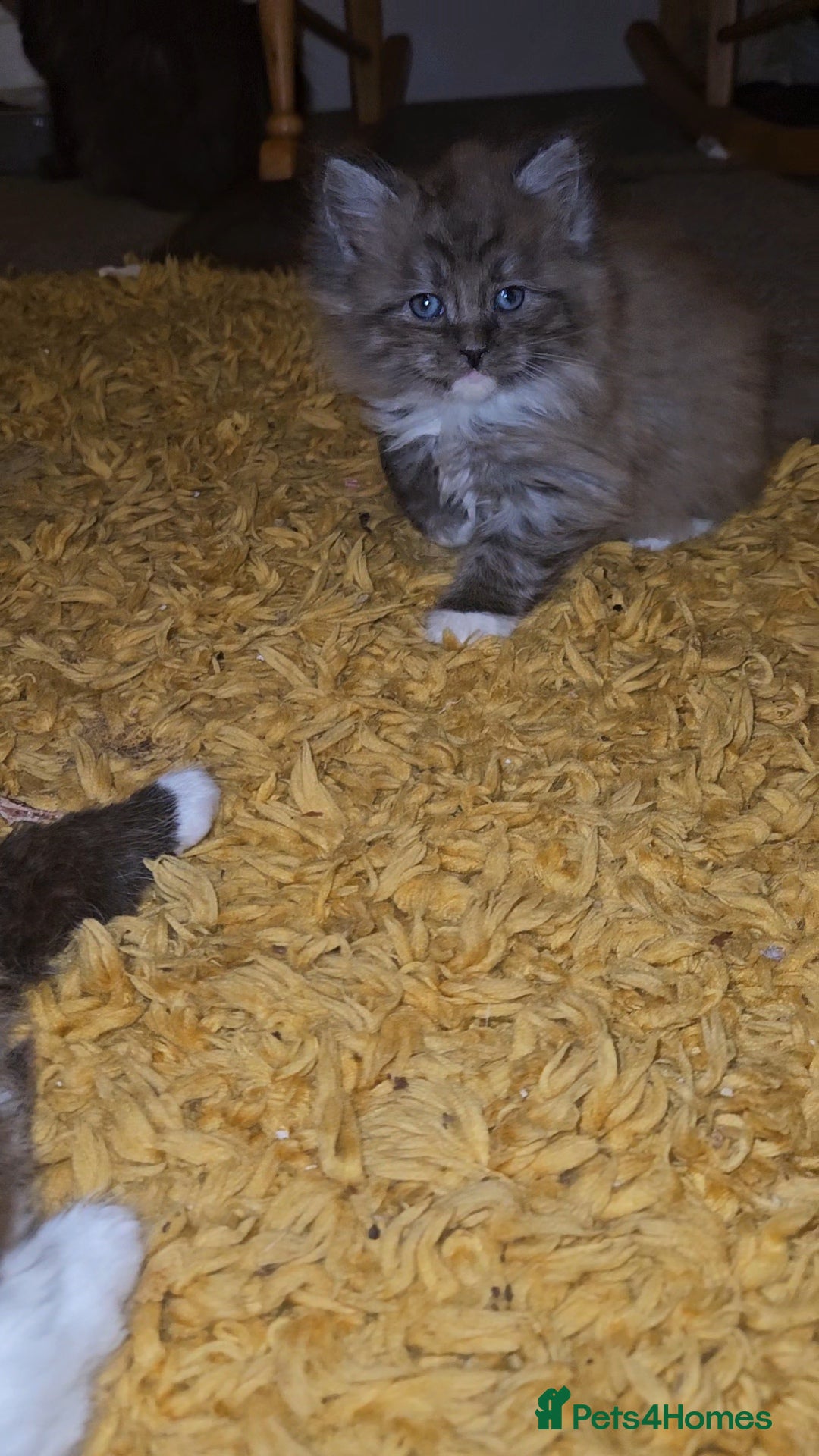 Maine Coon cats for sale: Perfect maine coon cross ragdoll  - Advert 5