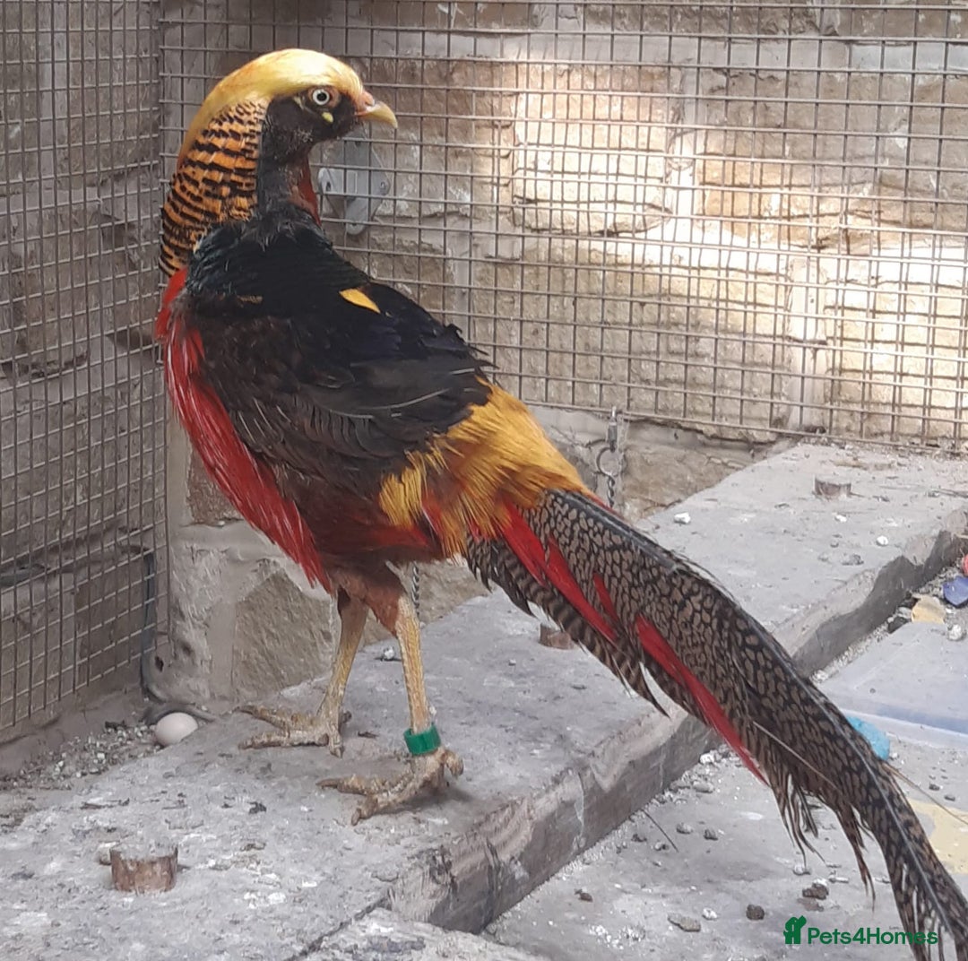 Mixed Breed birds for sale: x2 Male Peacocks and x3 golden pheasants x2 chicks - Image 5