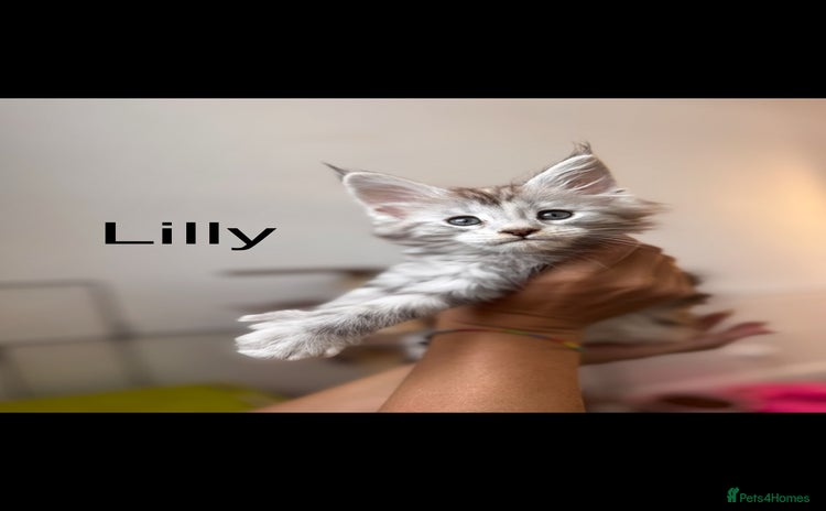 Maine Coon cats - Advert 11