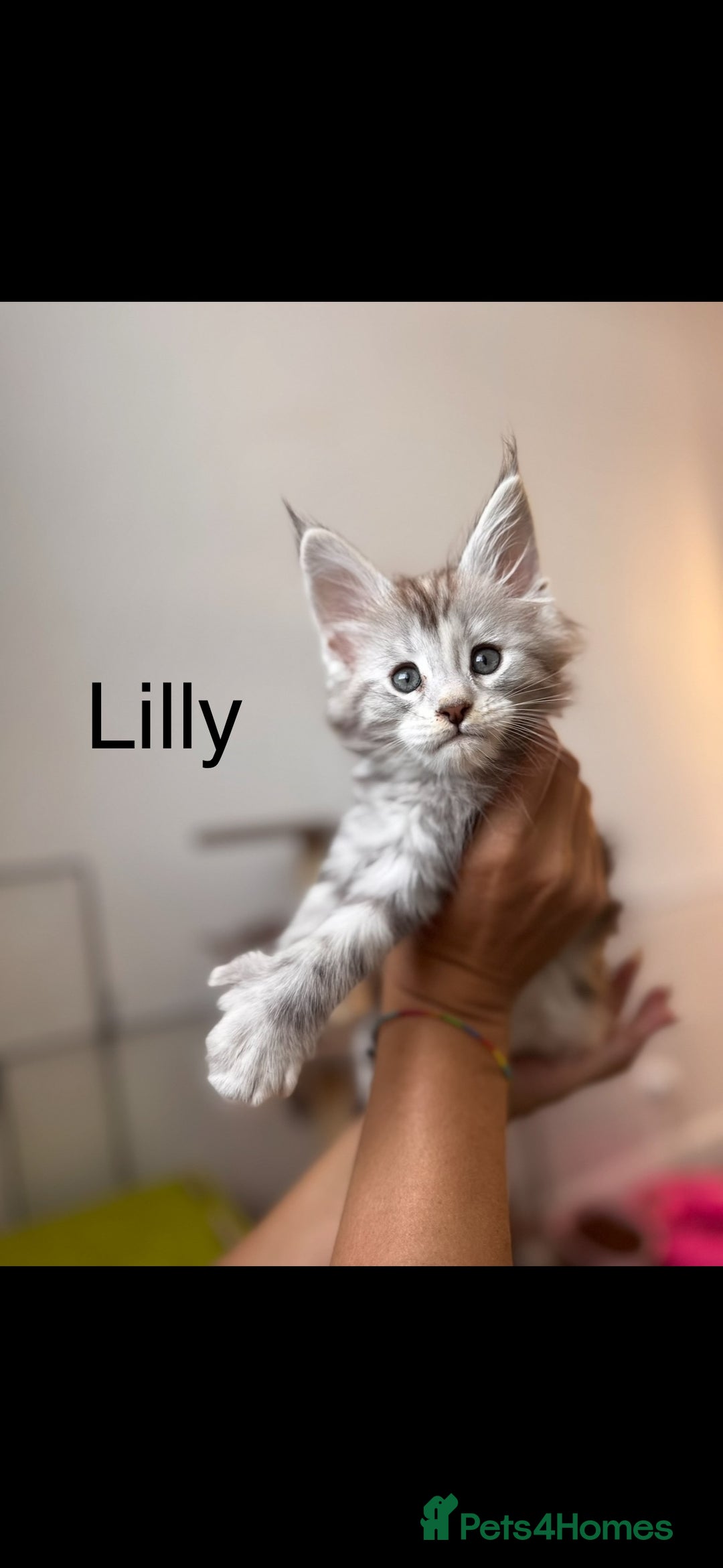 Maine Coon cats for sale: Maine coon polydactyl kittens DNA clear  - Image 2