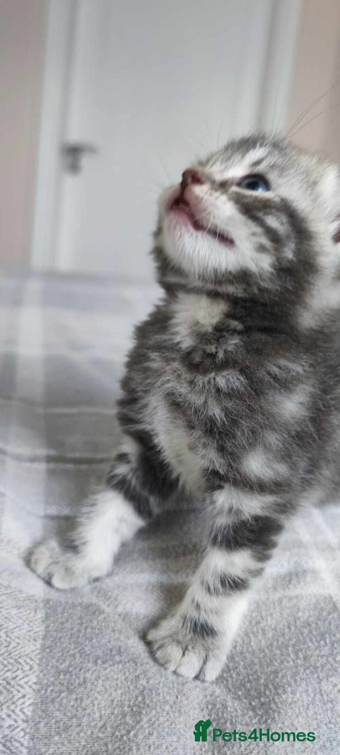 British Shorthair cats for sale: ✨4 Pure BSH Tabby kittens✨ - Advert 2