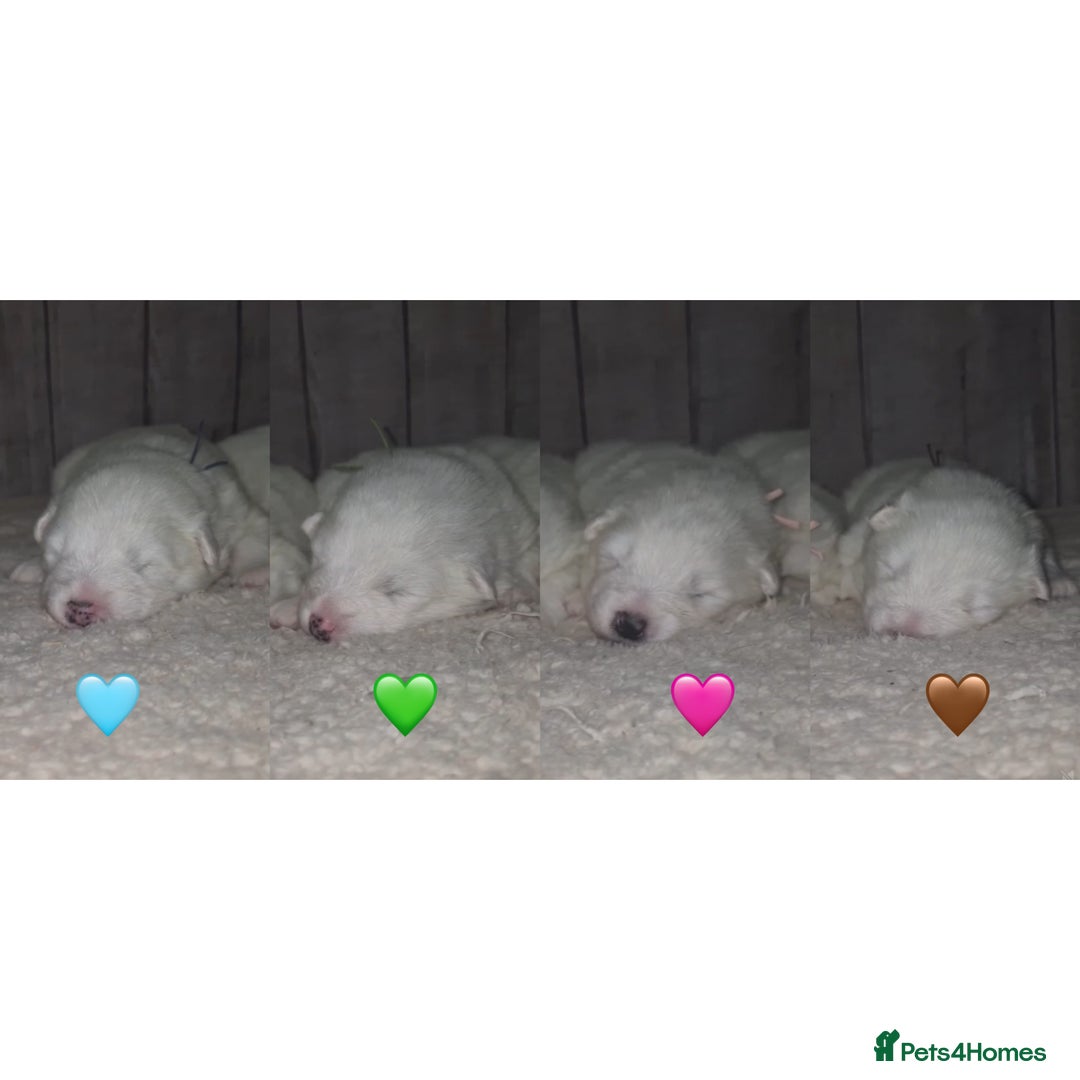 Samoyed dogs for sale: 4 Beautiful Pure Samoyeds ❤️ - Advert 2