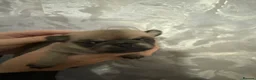 Pug dogs for sale: pedigree pug puppy’s  - Advert 2