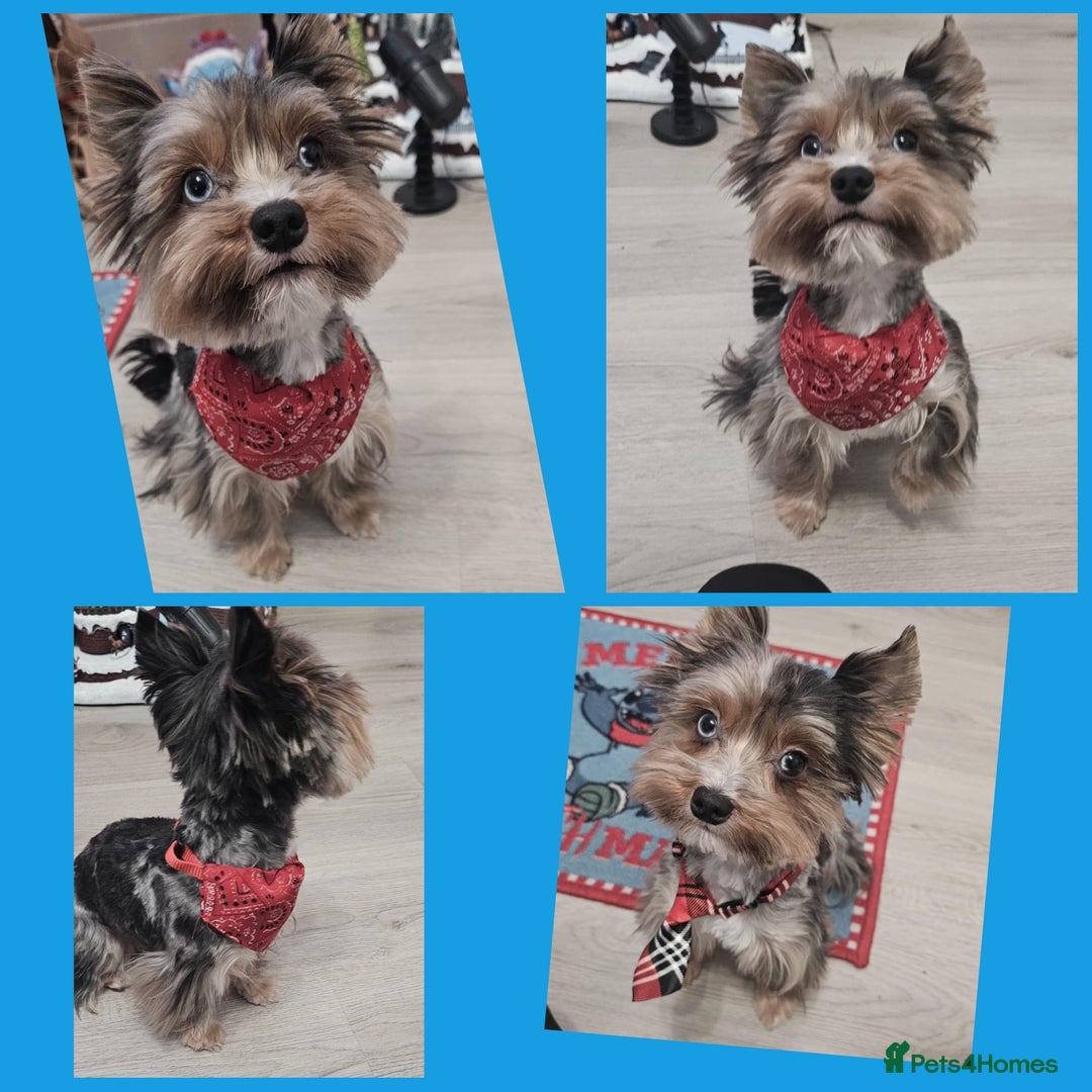 Yorkshire Terrier dogs for sale: Tiny Yorkshire Terrier with one boy merle - Advert 6