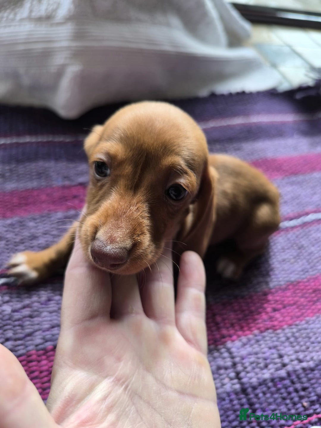 Miniature Dachshund dogs for sale: Superb Miniature KC reg Dachshund puppies - Image 17