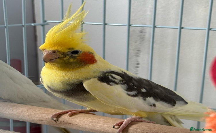 Cockatiels birds - Advert 1