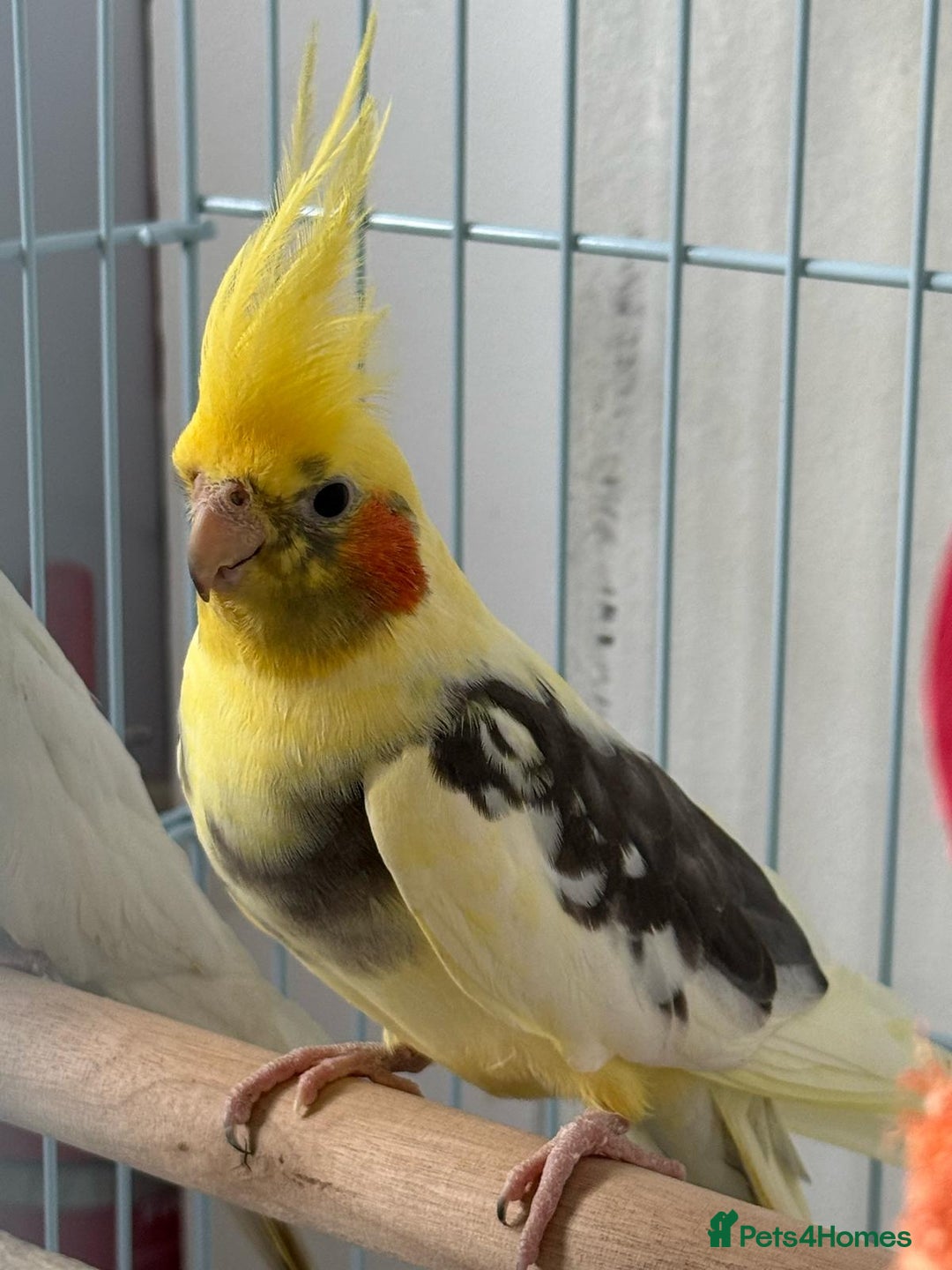 Cockatiels birds for sale: pair of cockatiels with cage - Image 1