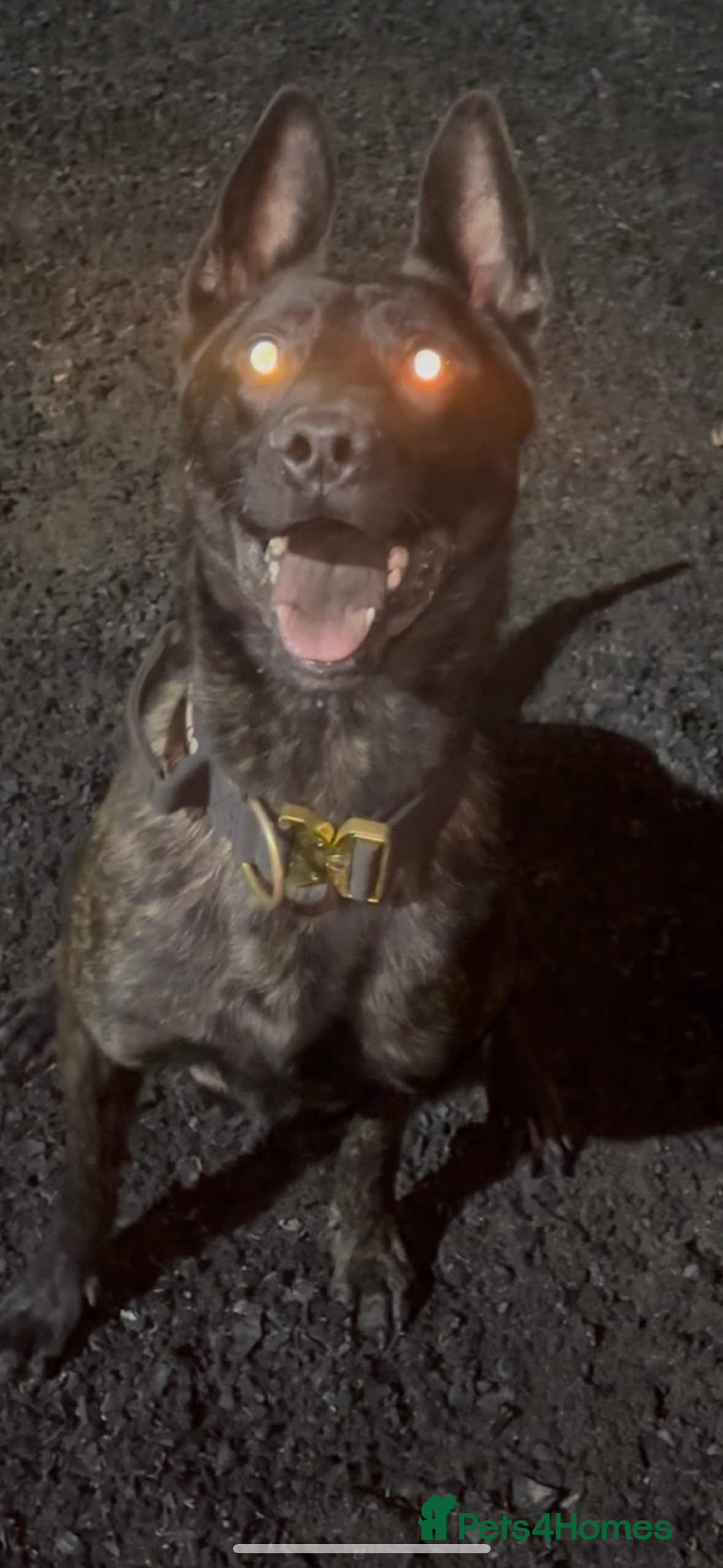 Belgian Shepherd Dog dogs Imported Dutch Shepherd “Odin” – Obedient & Stable - Advert 9