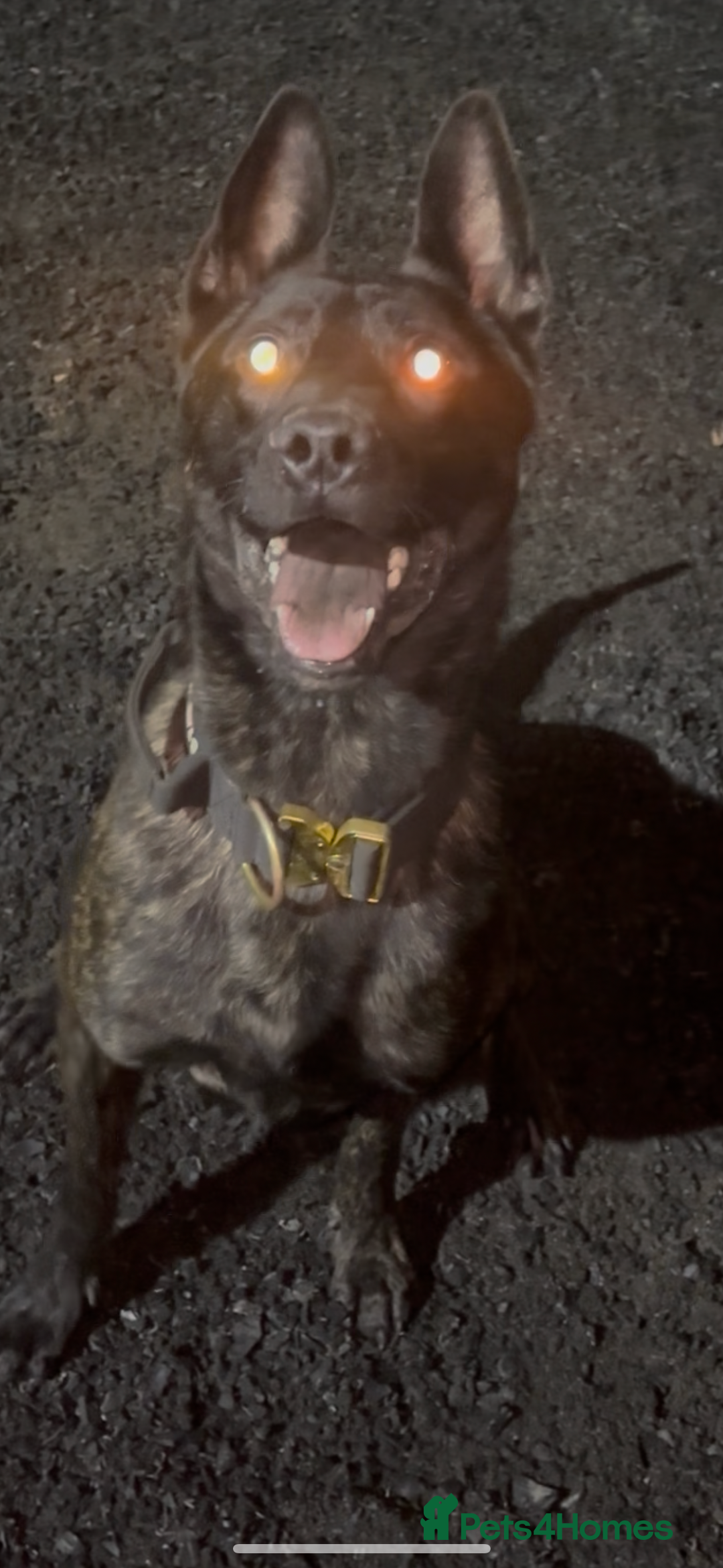 Belgian Shepherd Dog dogs for sale: Imported Dutch Shepherd “Odin” – Obedient & Stable - Advert 1