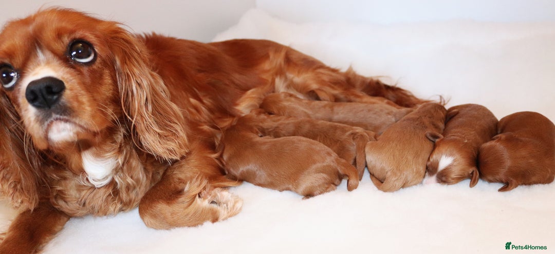 Cavapoo dogs for sale: Welcome to Cotswold Cavapoos - Advert 3