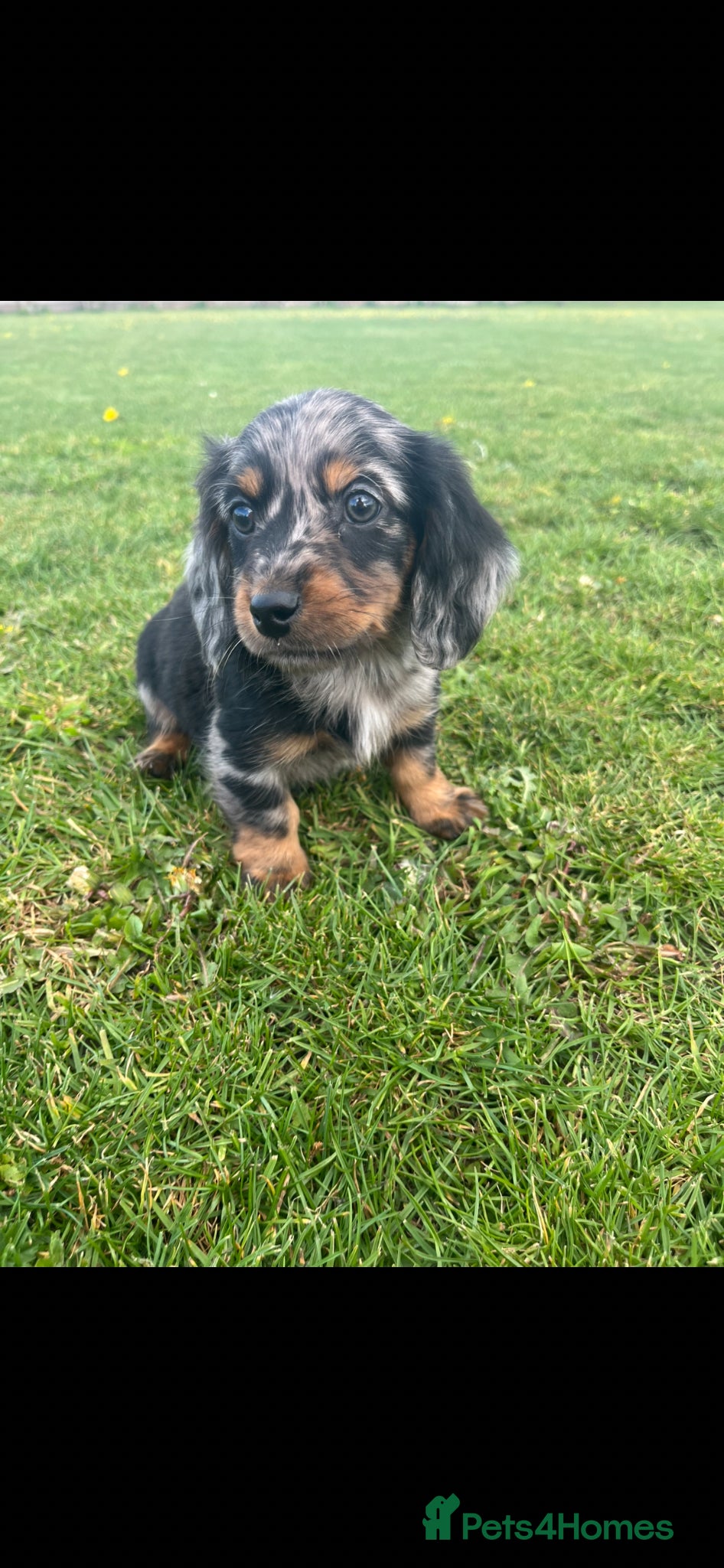 Dachshund dogs Dachshund Puppy’s ❤️ - Advert 3