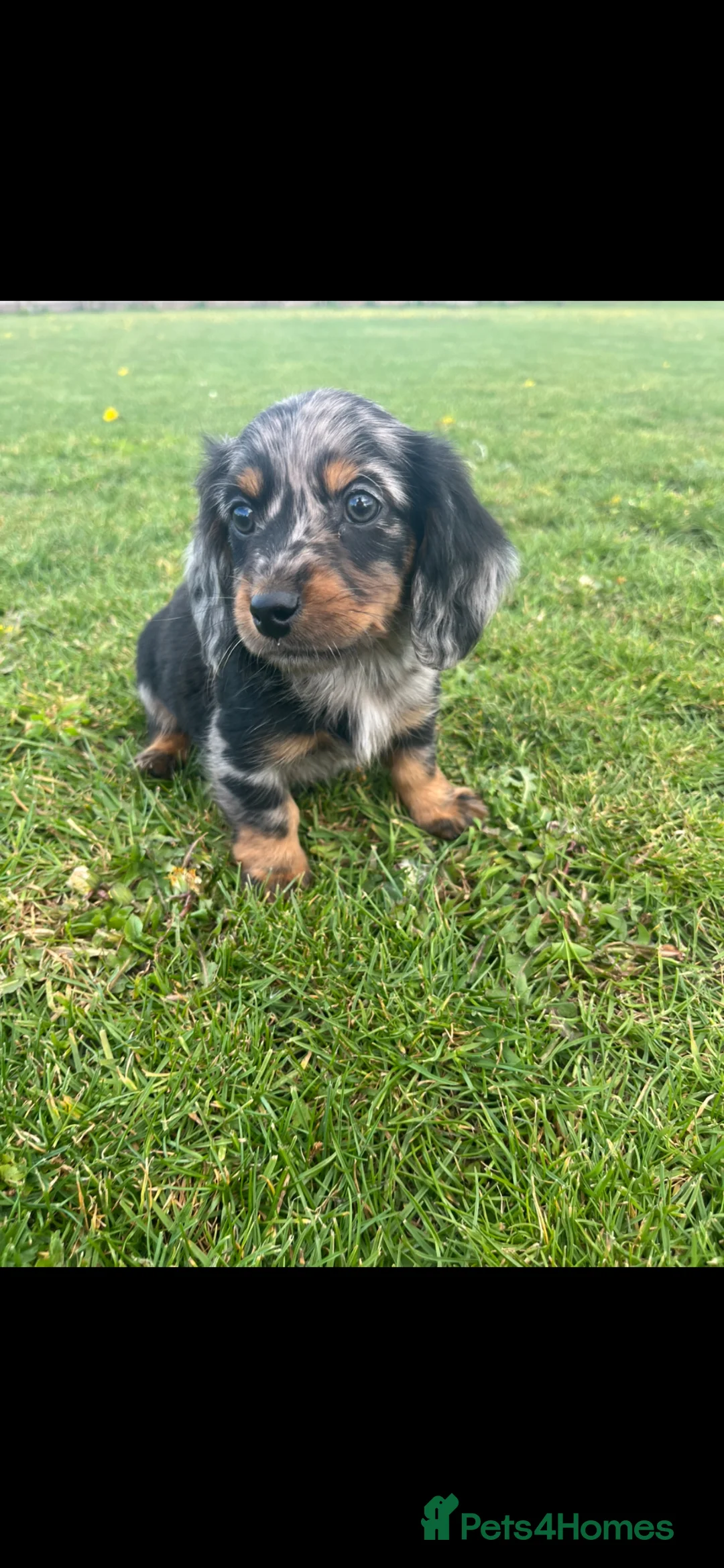 Dachshund dogs for sale: Dachshund Puppy’s ❤️ - Advert 1