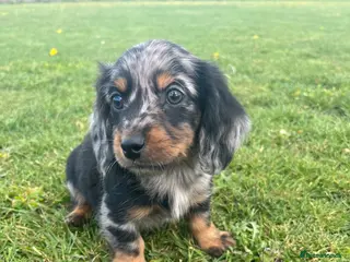 Dachshund dogs Dachshund Puppy’s ❤️ - Advert 3