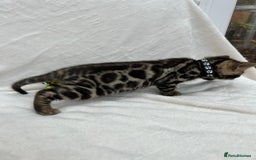 Bengal cats for sale: ❤️ GORGEOUS PURE BENGAL KITTENS ❤️ - Image 17