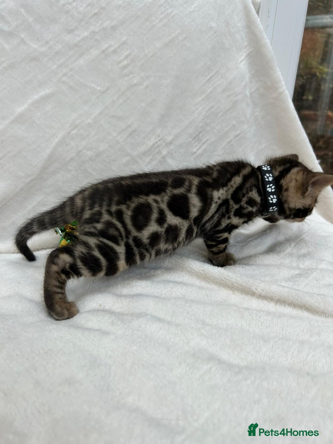 Bengal cats for sale: ❤️ GORGEOUS PURE BENGAL KITTENS ❤️ - Image 17