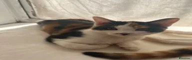 Mixed Breed 2