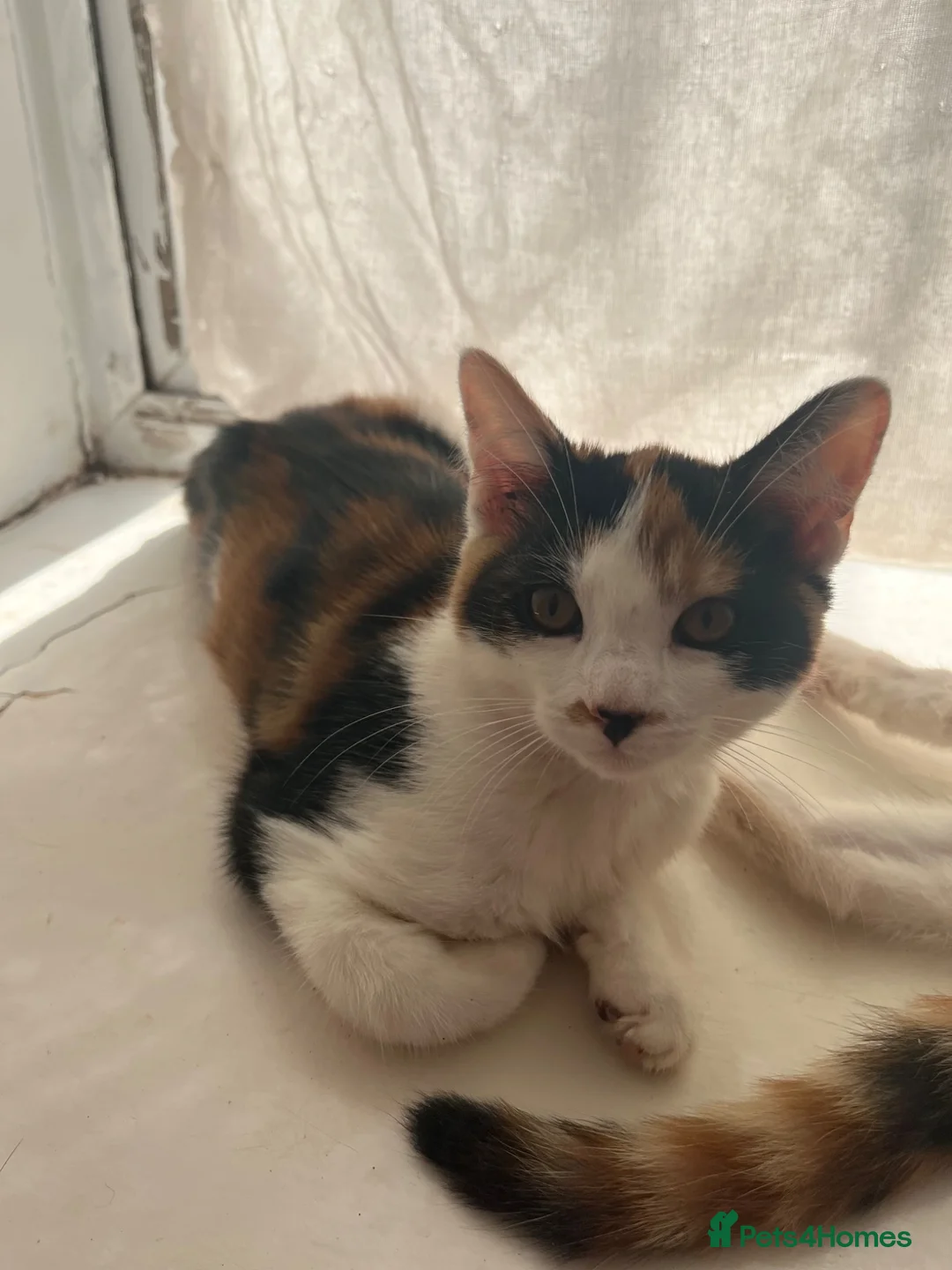 Mixed Breed cats for sale: 2 sister kittens available for forever homes - Advert 2