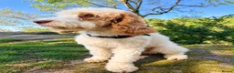 Cockapoo dogs for sale: Absolutely beautiful girl - Advert 22