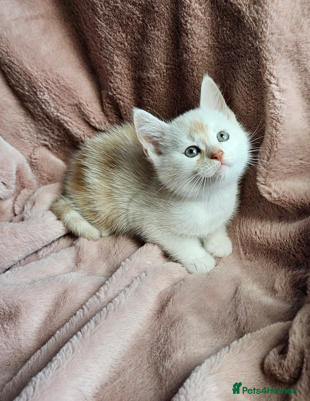 Maine Coon cats for sale: Half Maine Coon kittens - Advert 7