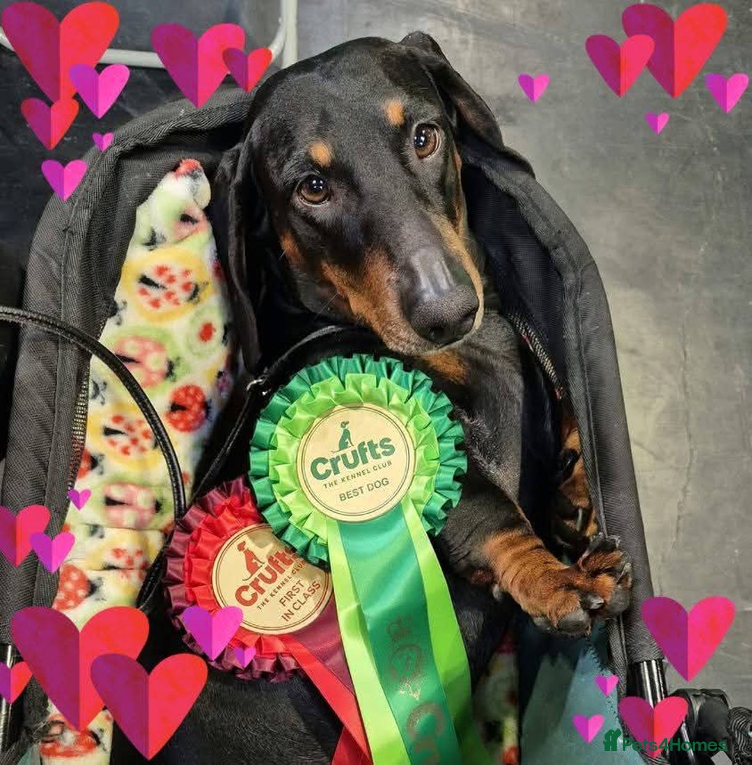 Dachshund dogs for sale: Kc Standard  dachshund - Advert 5