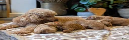 Cavapoo dogs for sale: ⭐⭐⭐⭐⭐ F1 Cavapoo puppies Health tested parents.  - Advert 9