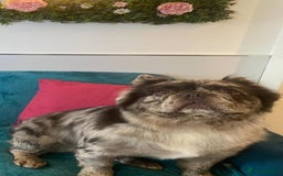 French Bulldog dogs for stud: STUD - Full Fluffy Visual Merle £380 All Included  in Liverpool - Image 3