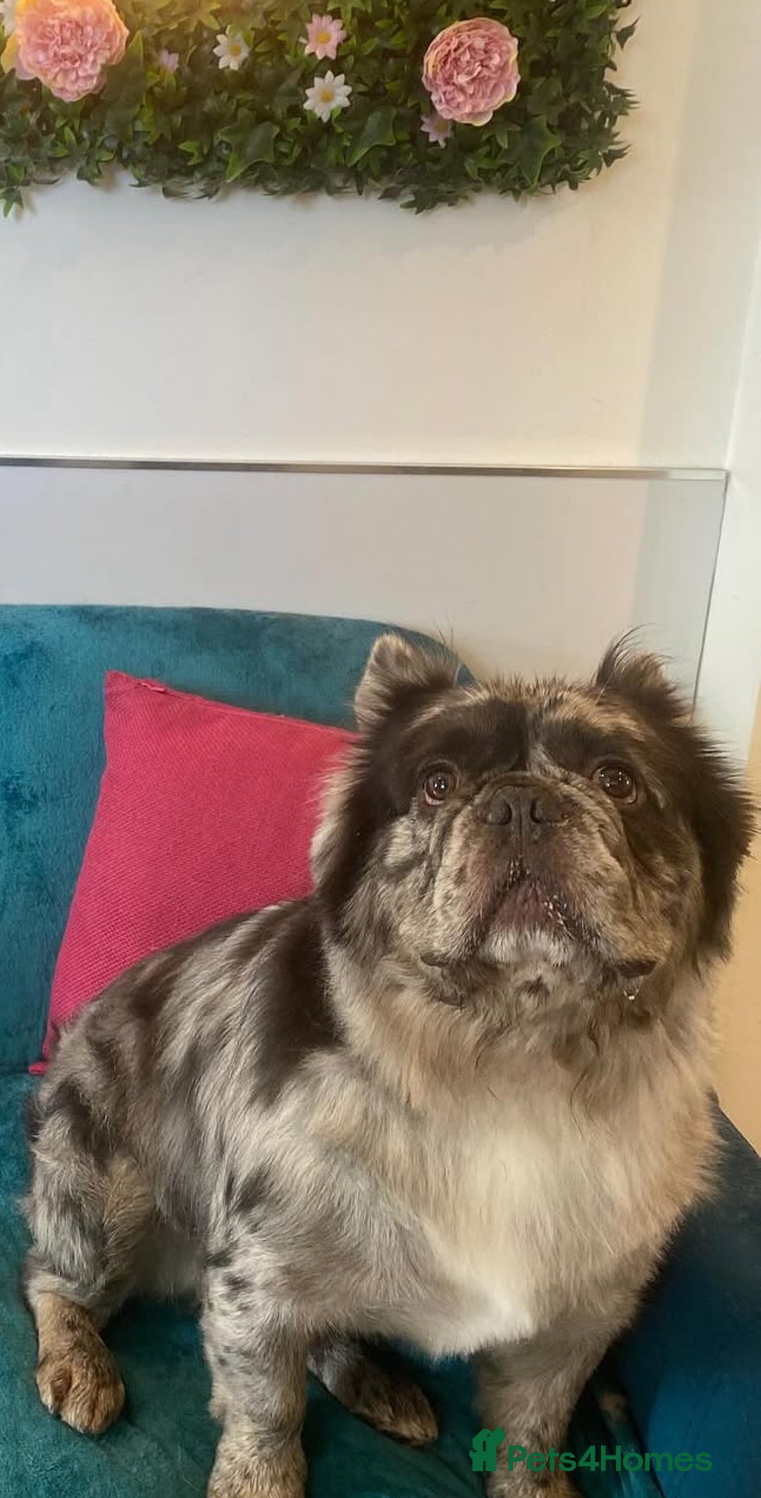 French Bulldog dogs for stud: STUD - Full Fluffy Visual Merle £380 All Included  in Liverpool - Image 3