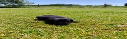 Labrador Retriever dogs for sale: 🐾 Beautiful Labrador Puppies – KC Registered 🐾 - Advert 20