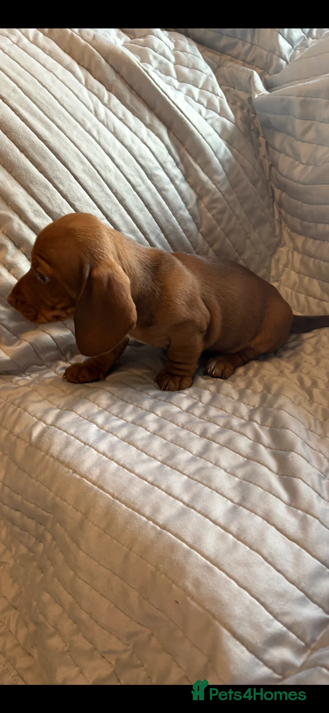 Dachshund dogs for sale: Standard Dachshund puppies for sale  - Advert 8