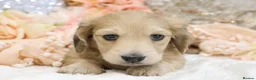 Miniature Dachshund dogs for sale: Shaded Cream Male - Advert 14