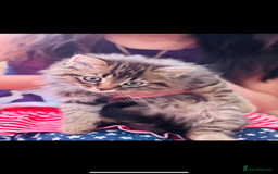 Mixed Breed cats for sale: Kitten for sale  in Slough - Image 7