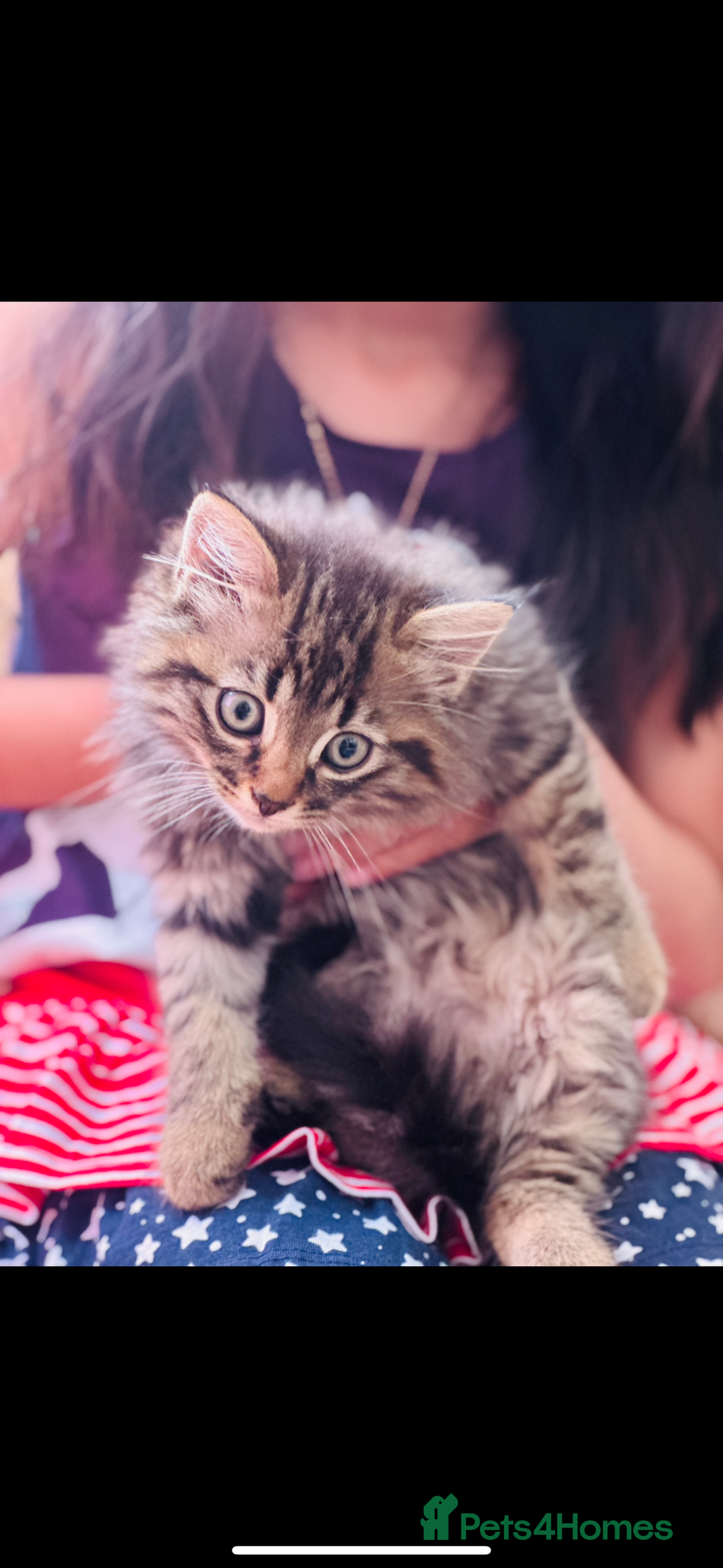 Mixed Breed cats for sale: Kitten for sale  in Slough - Image 7