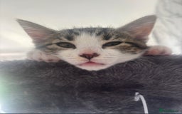 British Shorthair cats for sale: 2 beautiful kitten sisters  - Image 6