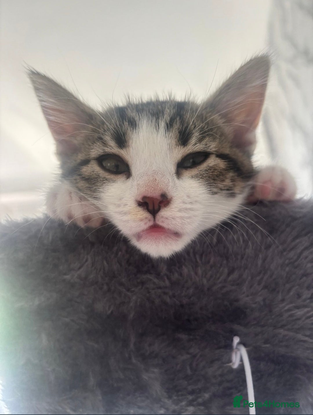 British Shorthair cats for sale: 2 beautiful kitten sisters  - Image 6