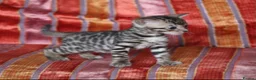 Bengal cats for sale: Outstanding Bengal kittens , European champion dad - Advert 16