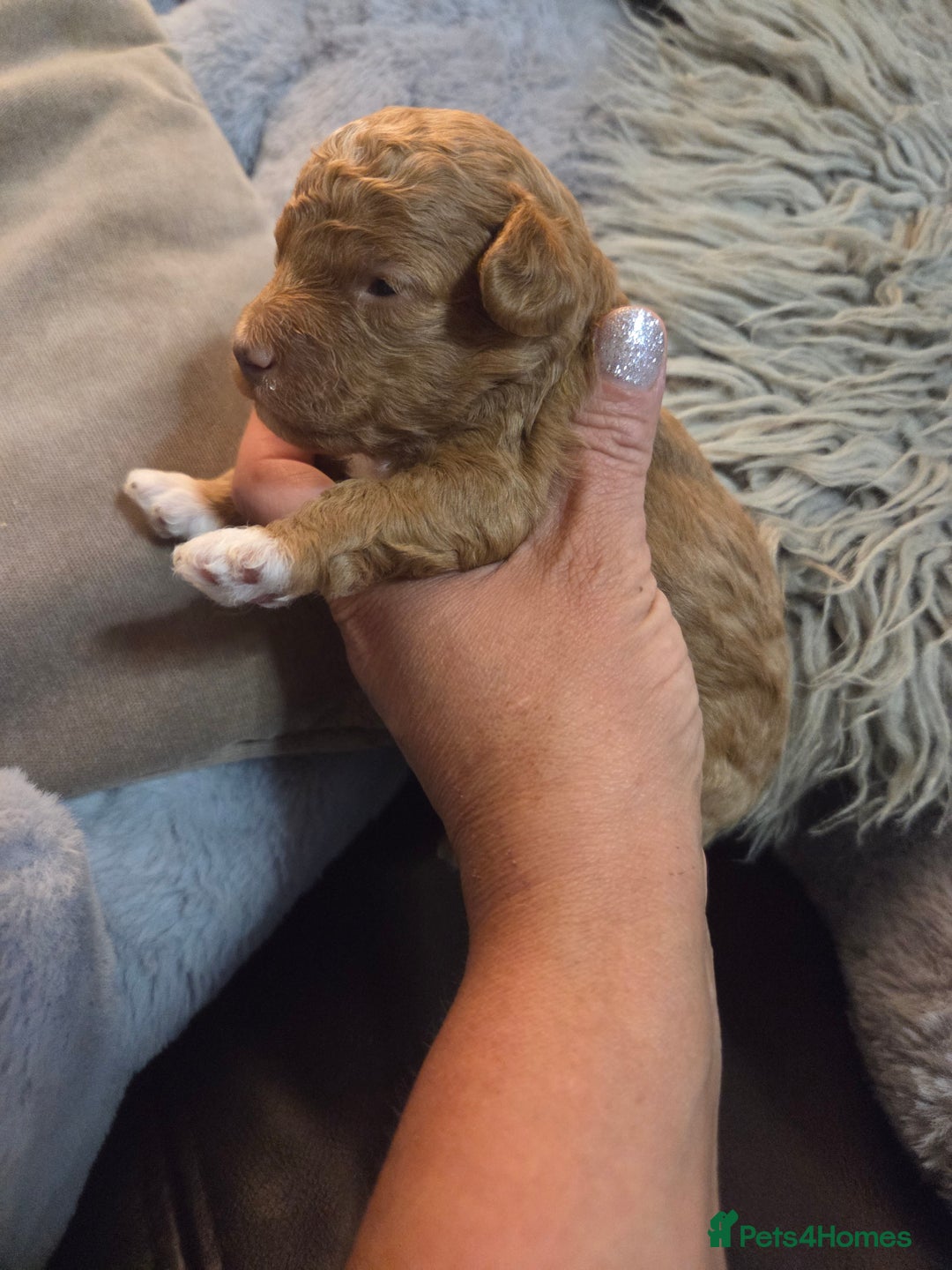 Toy Poodle dogs for sale: Beautiful Toy Poodle puppies - Image 18