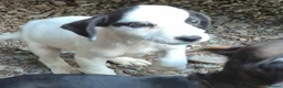 Mixed Breed dogs for sale: 4 stunning lakeland cross jrt  - Advert 6