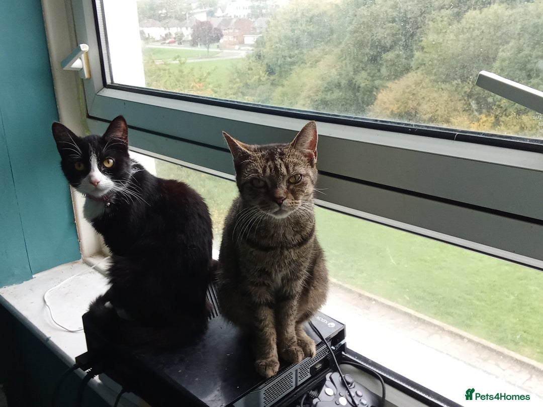 Mixed Breed cats for sale: Looking for her urgent forever home! - Advert 4