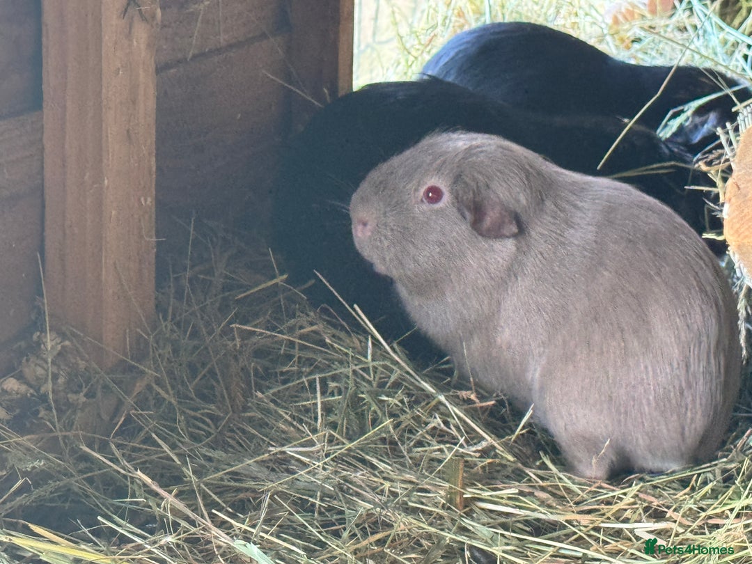 Guinea Pig rodents for sale: Trio of male super friendly guinea pigs - Advert 5
