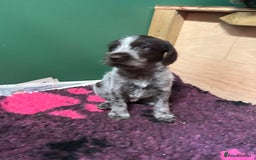 German Wirehaired Pointer dogs for sale: German Hired Haired Pointer Last Girl ready to go  - Advert 4