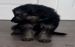 German Shepherd dogs for sale: Beautiful German sheppard puppies  - Image 9