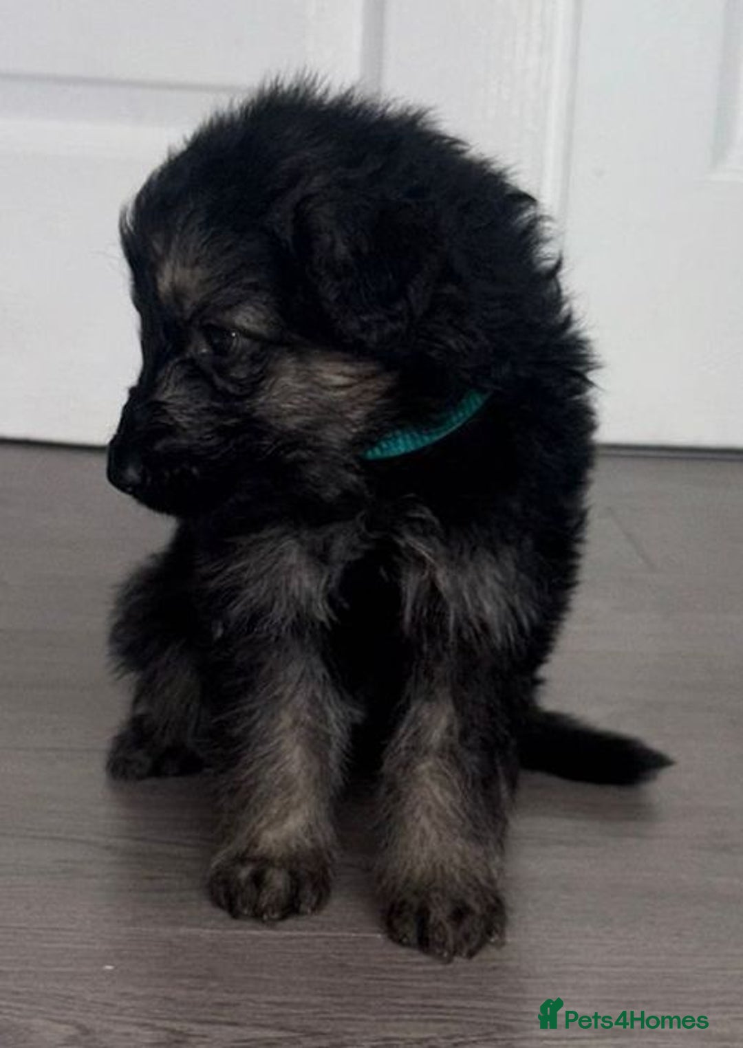 German Shepherd dogs for sale: Beautiful German sheppard puppies  - Image 9