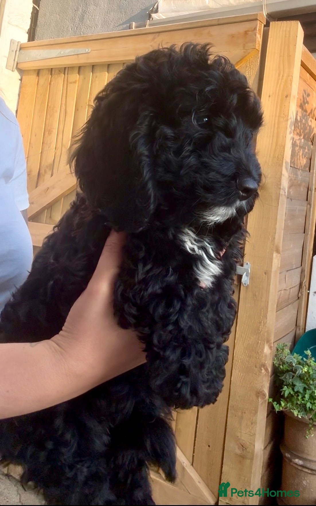Cockapoo dogs ✨F1 Cockapoo Vet Checked ready to leave  - Advert 9