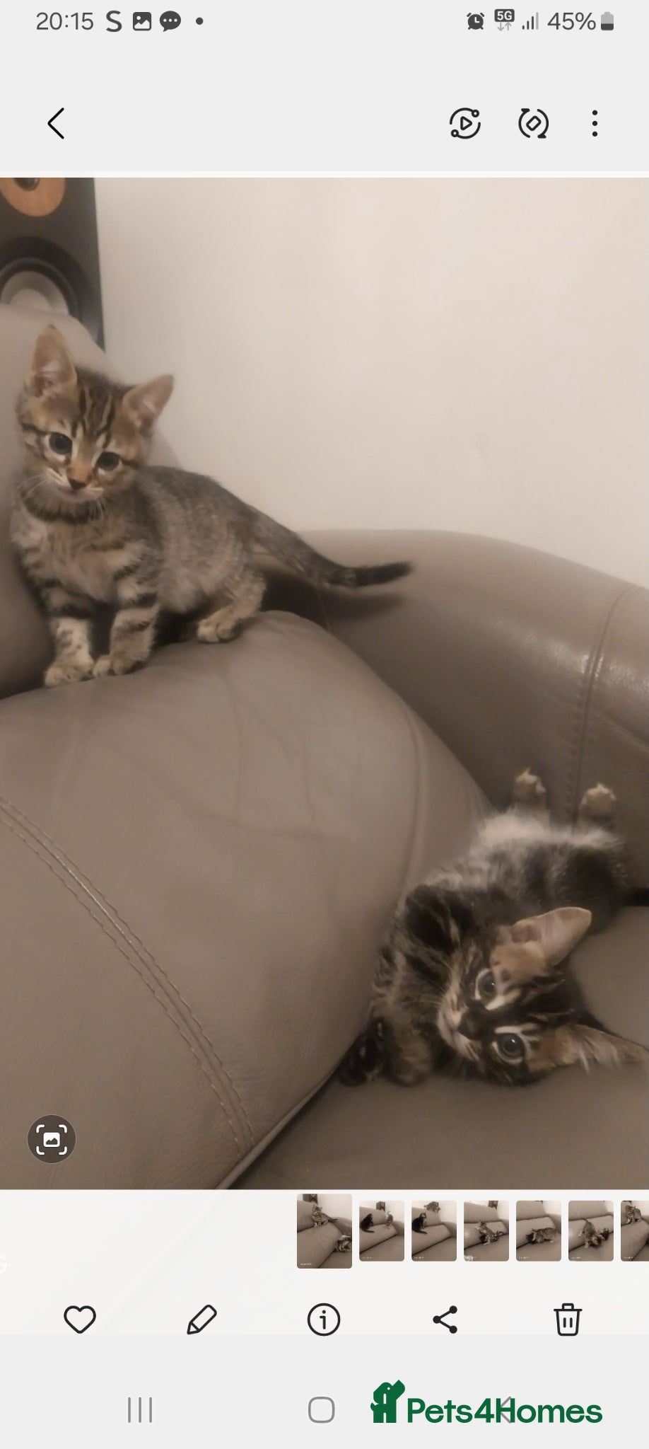 Bengal cats TWO STUNNING GIRLS MIX BENGAL KITTENS LEFT  - Advert 14