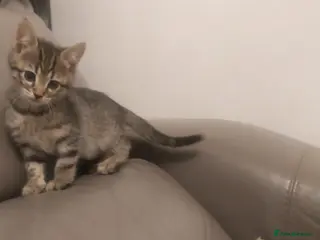 Bengal cats TWO STUNNING GIRLS MIX BENGAL KITTENS LEFT - Advert 14